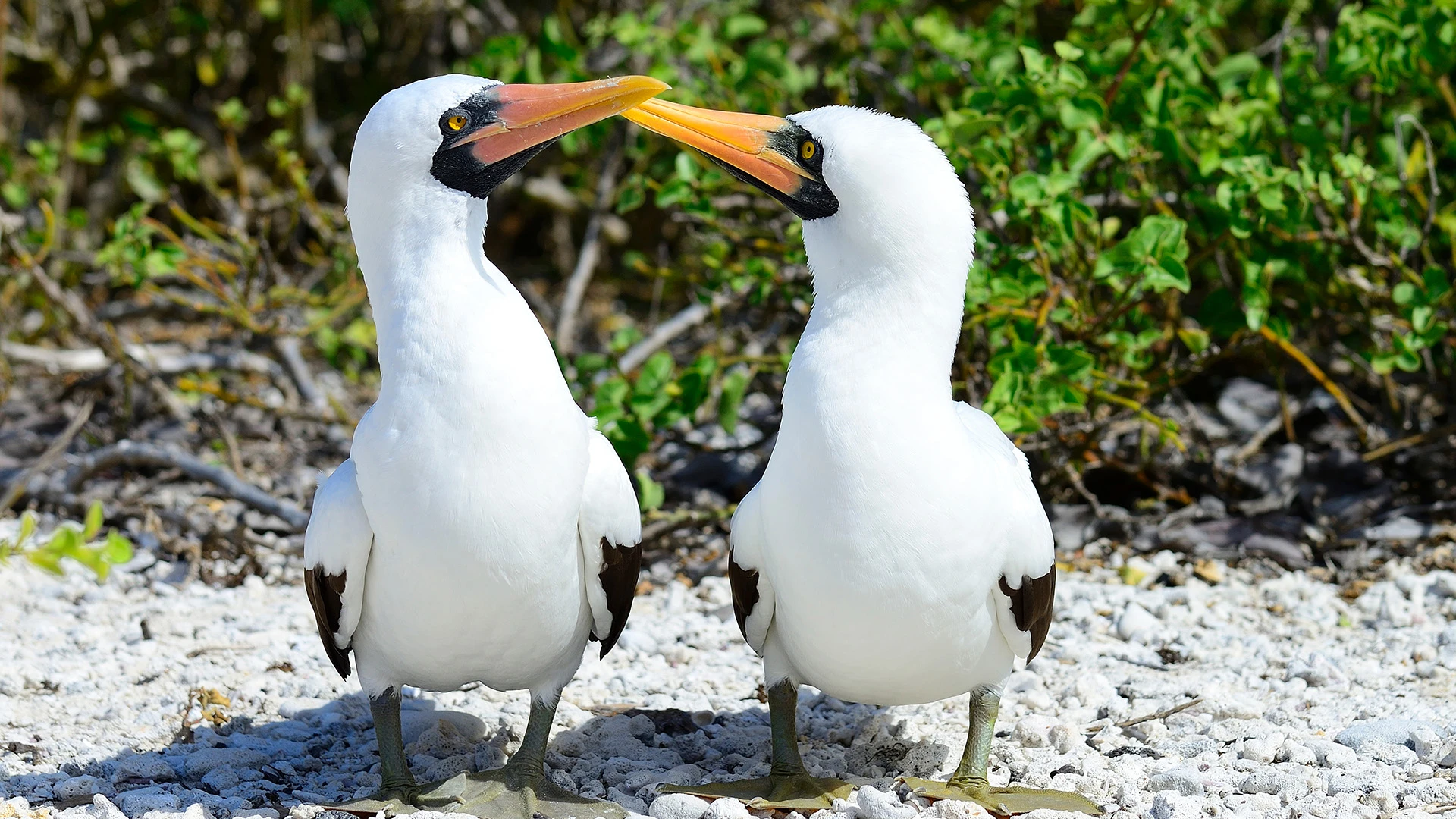 Nazca Boobies (Sula granti) Greeting Galapagos Ecuador