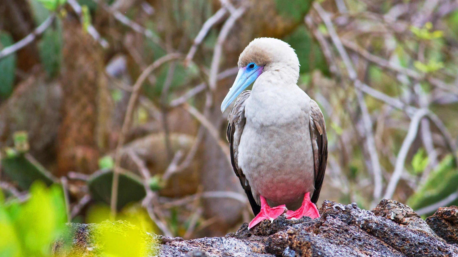 Red-footed Booby Bird Galapagos Ecuador
