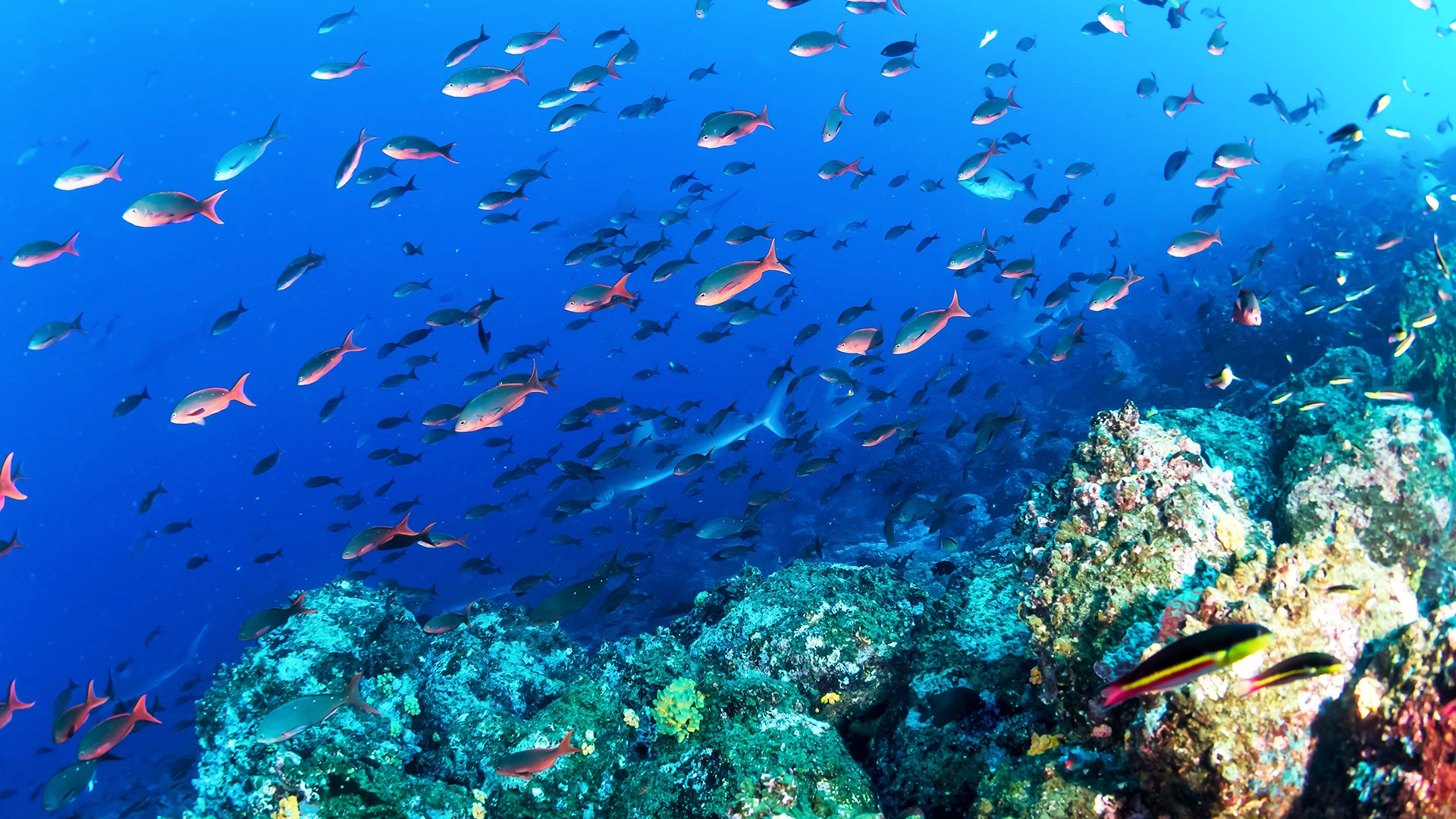 Reef Galapagos Islands Ecuador