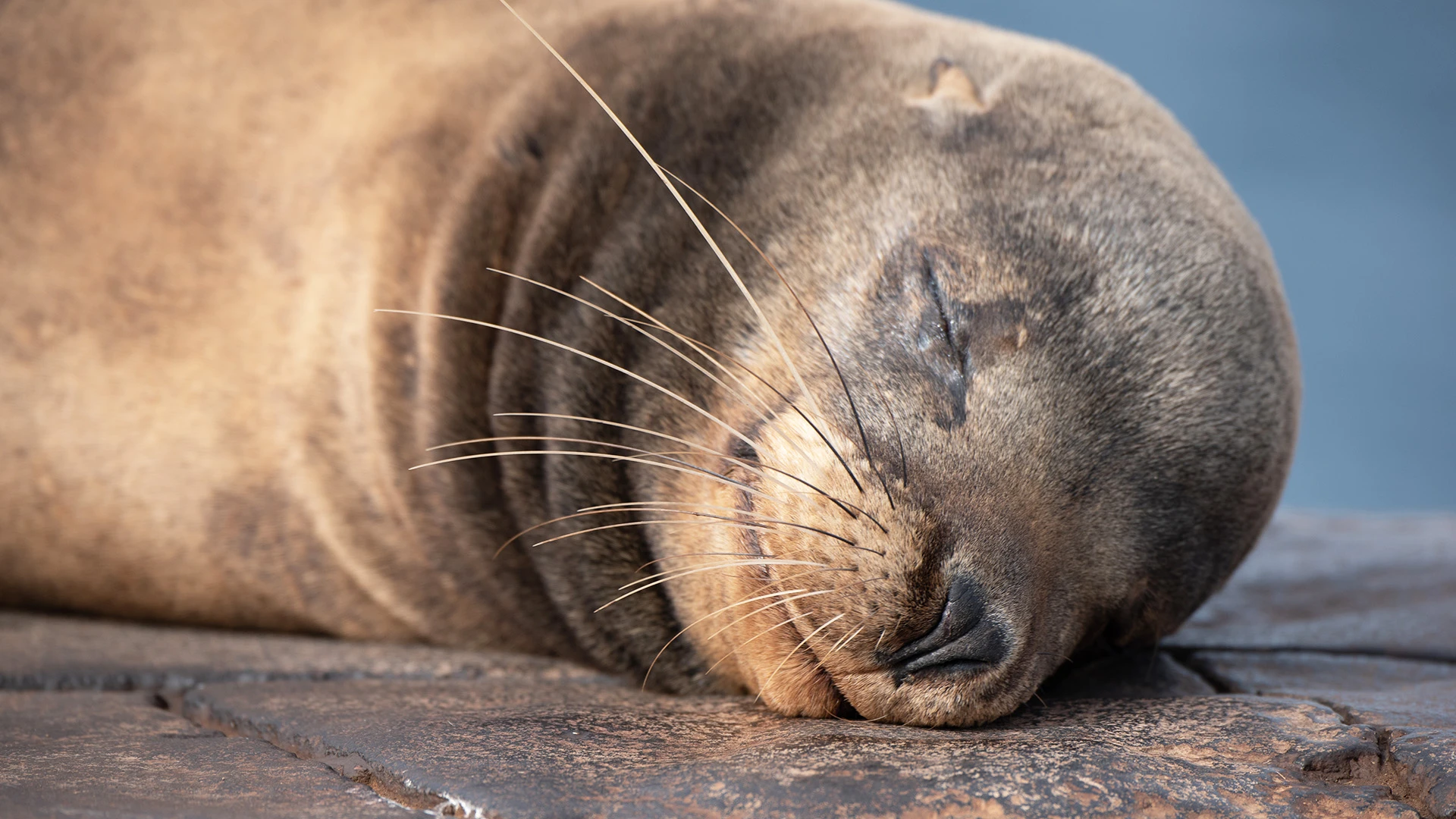 Sea Lion Galapagos