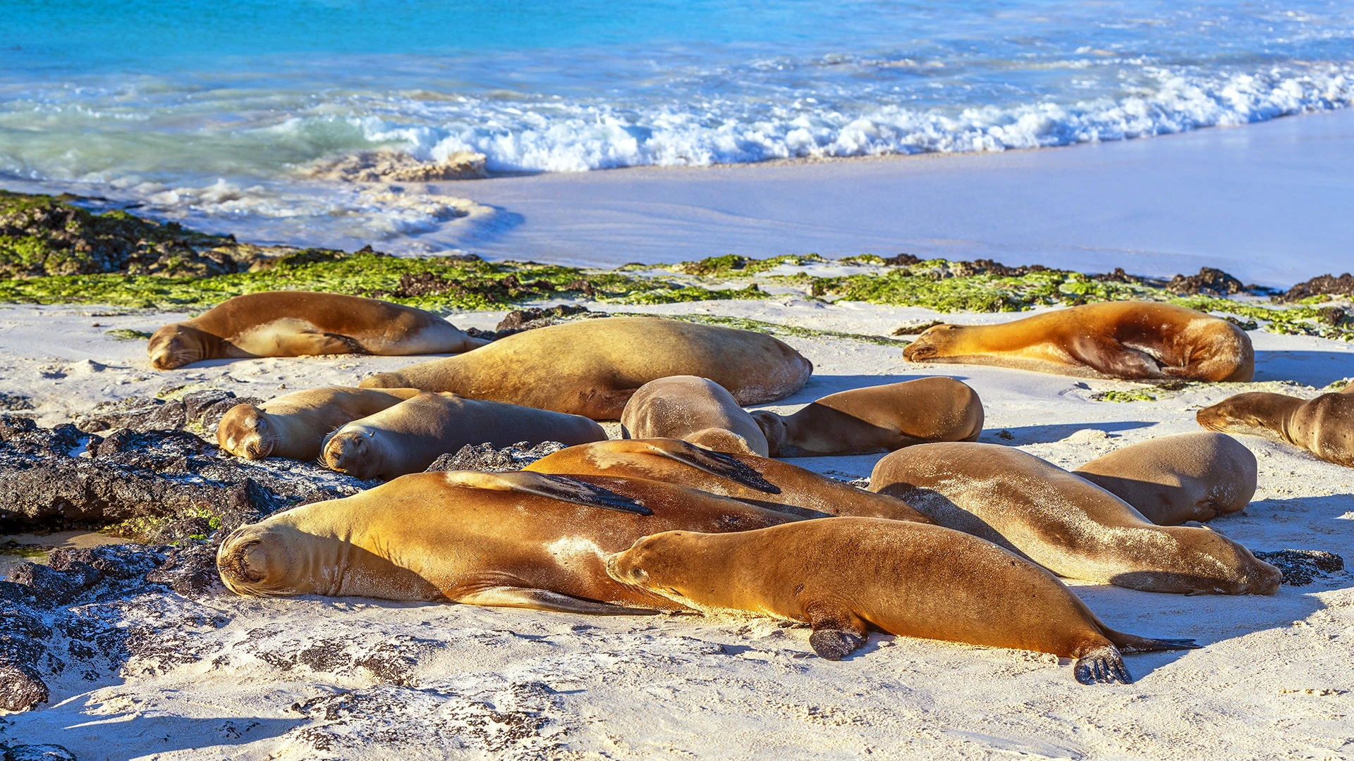 Sleeping Galapagos Sea Lions San Cristobal Island Ecuador