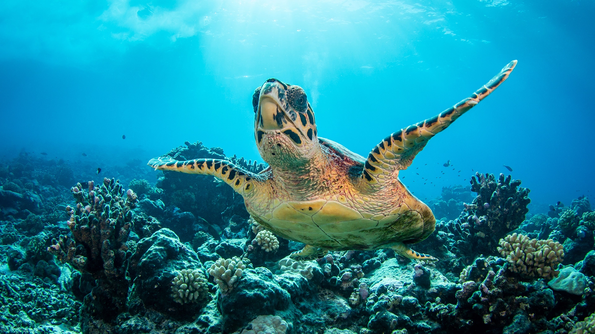 Sea turtle on the reef