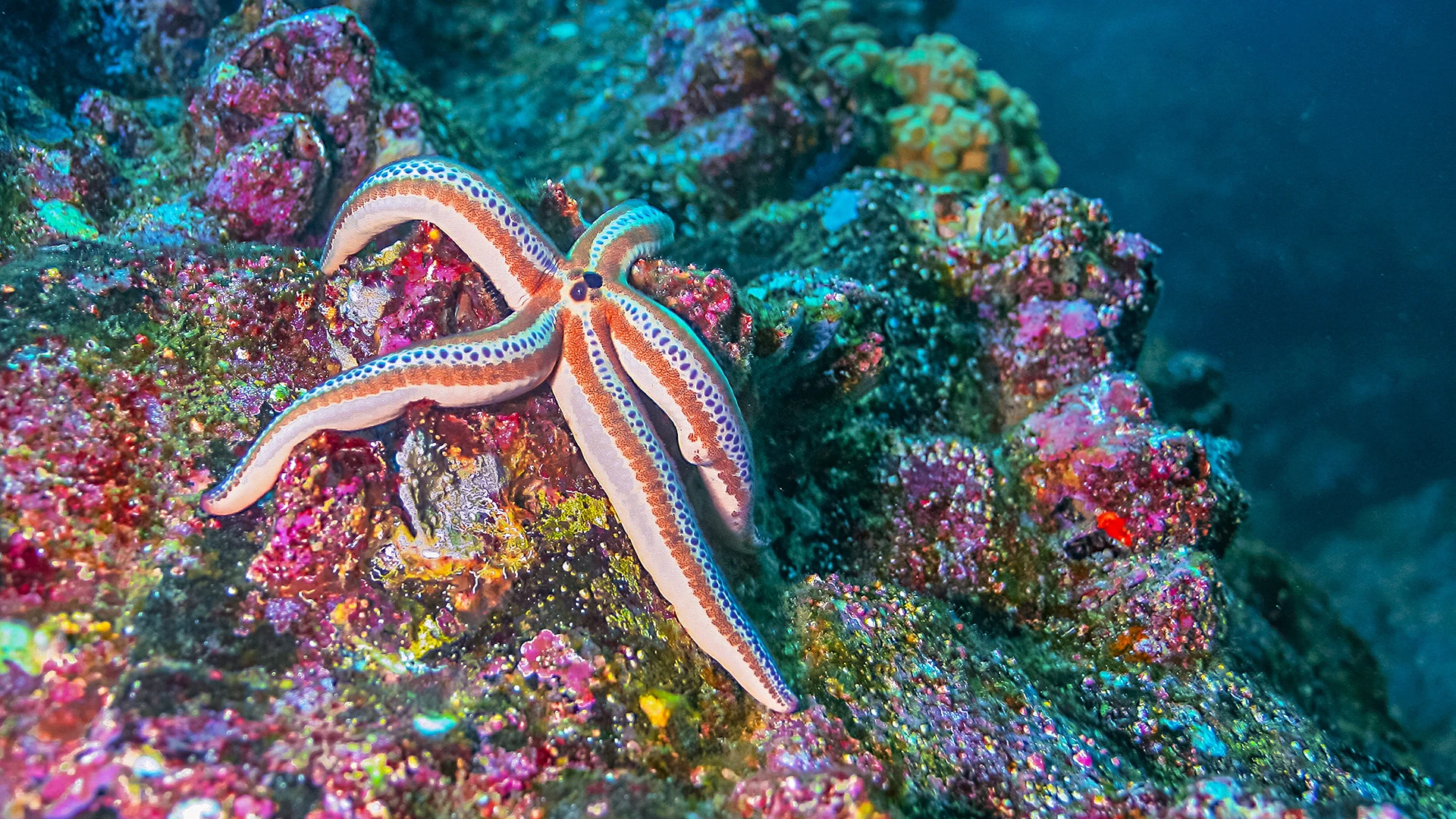 Starfish Galapagos Diving Ecuador