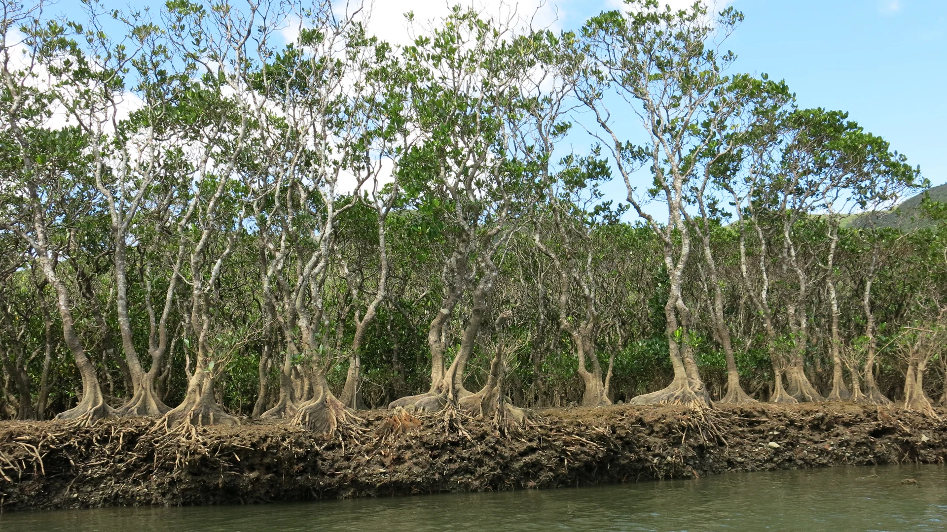 Mangrove forest, Amami Oshima (UNESCO site)
