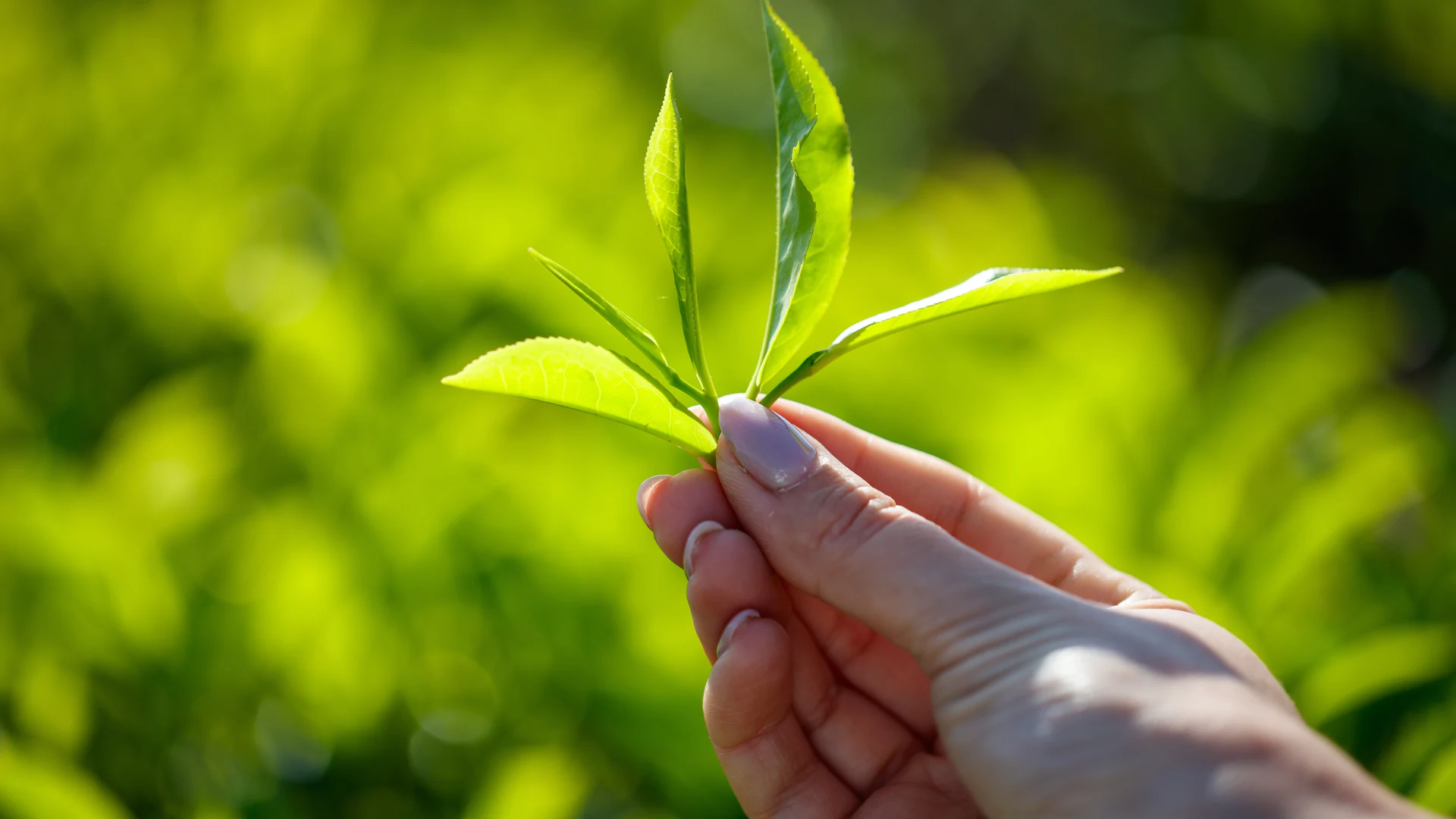 Fresh green Ceylon tea leaves