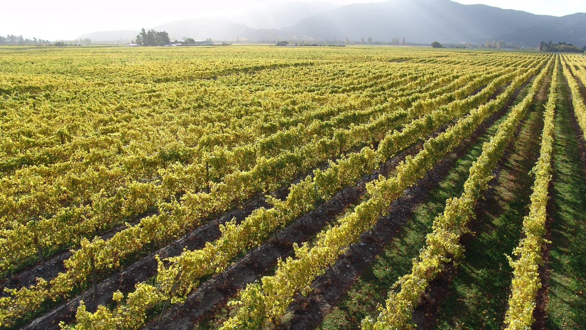 Marlborough vineyard rows, New Zealand wine country