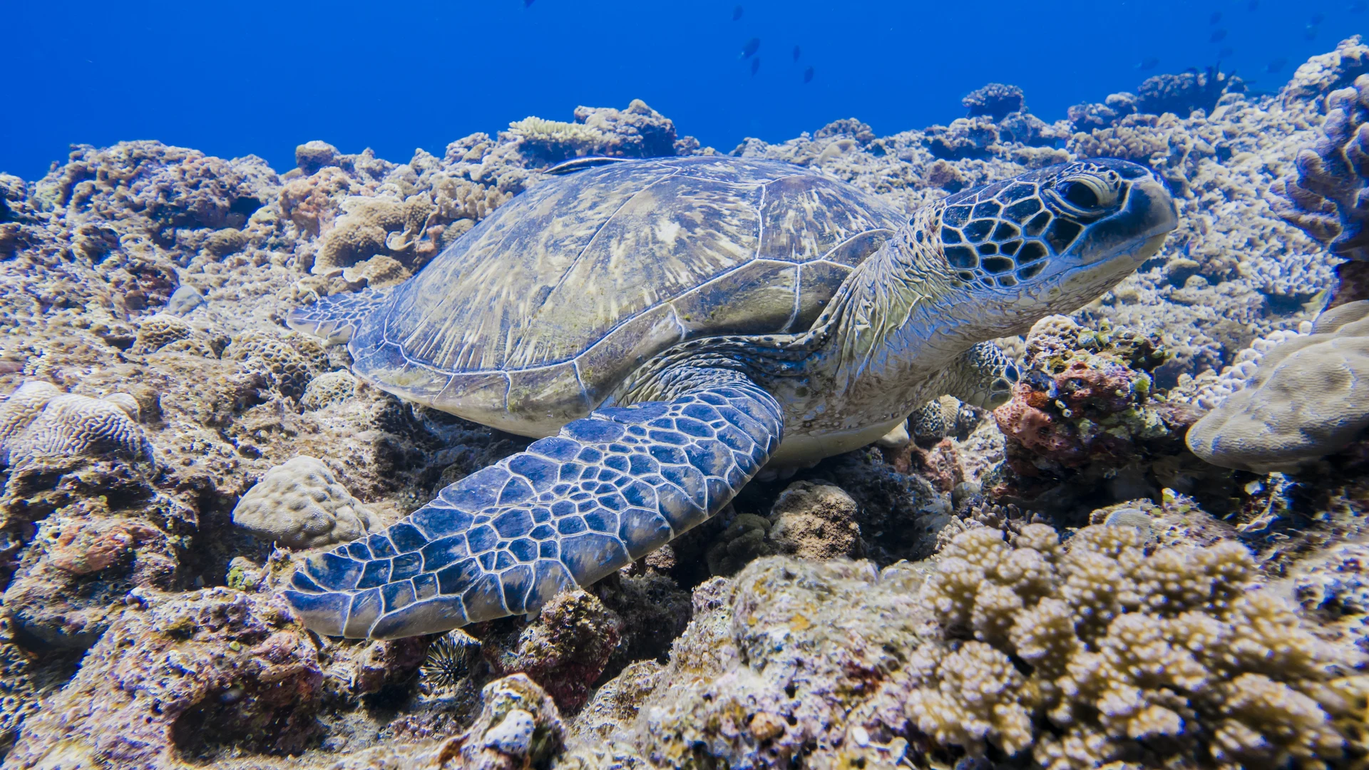 Green sea turtle over the reef, Okinawa