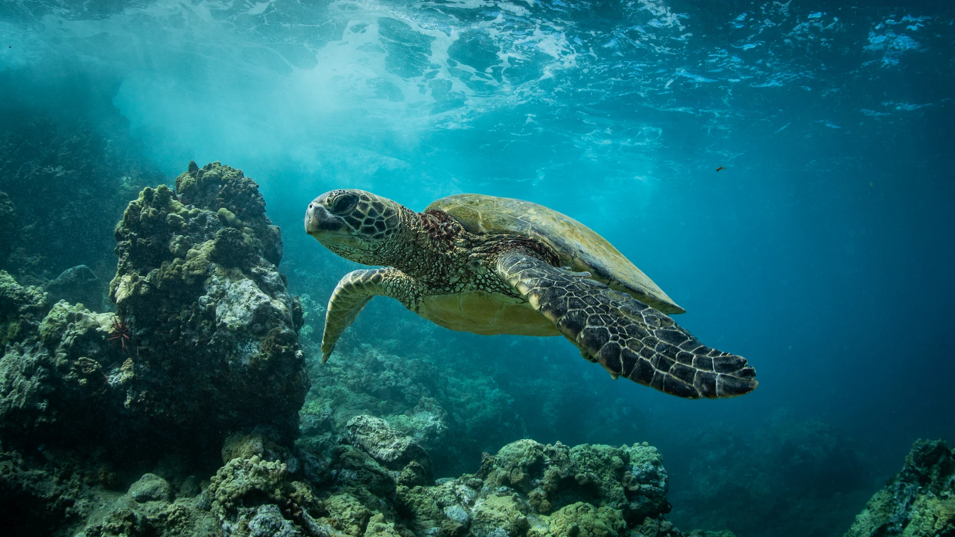 Hawaiian Seascapes: A Four-Island Small-Ship Adventure