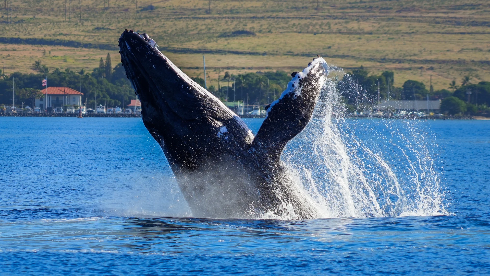 Humpback whale breaching between Maui and Lana'i