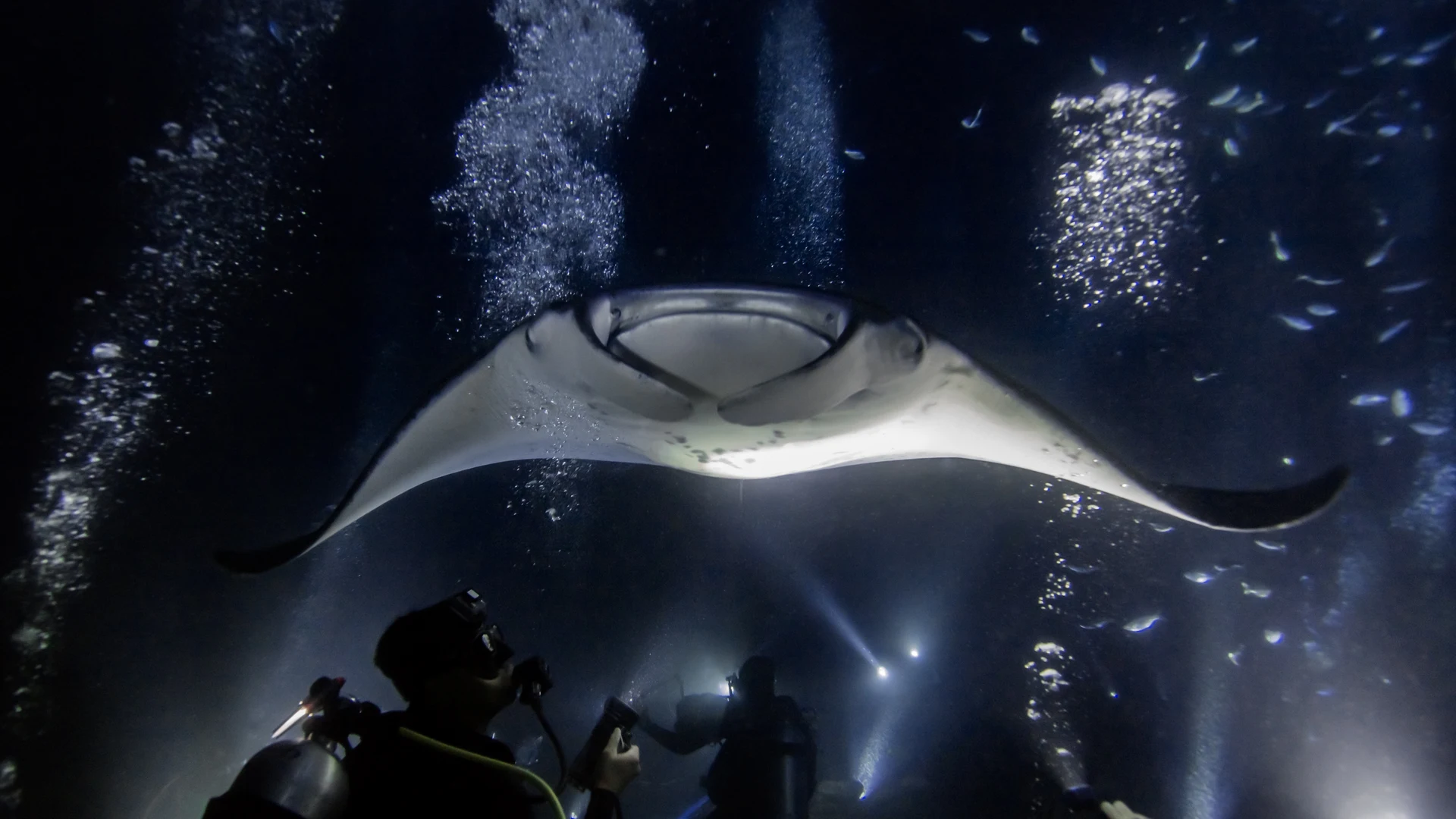Manta ray gliding overhead on a Kona night snorkel