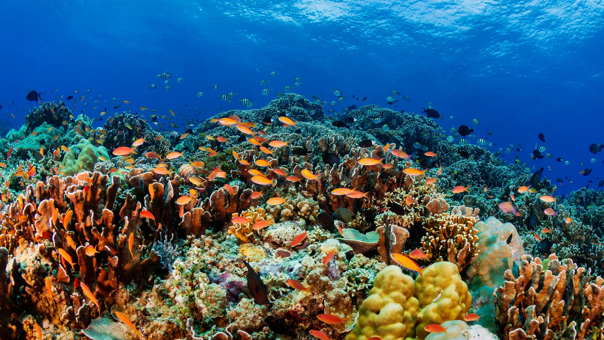 Pristine coral reef teeming with fish, PNG