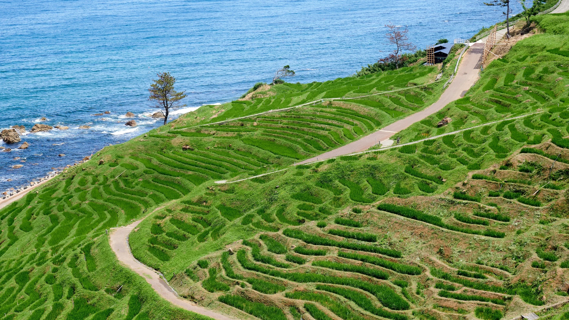 Shiroyone Senmaida rice terraces meeting the sea, Wajima