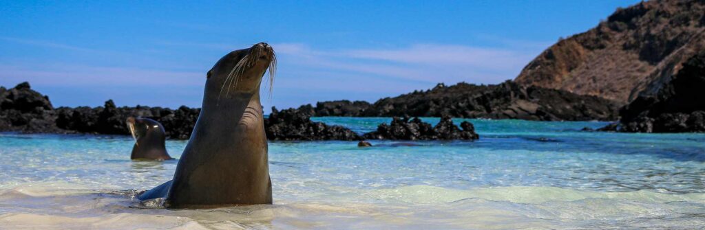 Wildlife of the Galápagos Island