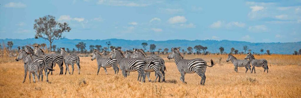 Guided Safaris in Mikumi National Park