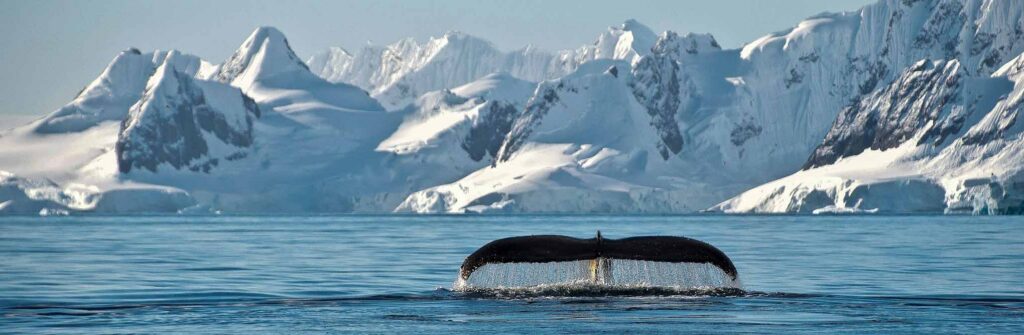 Antarctica Whale Watching