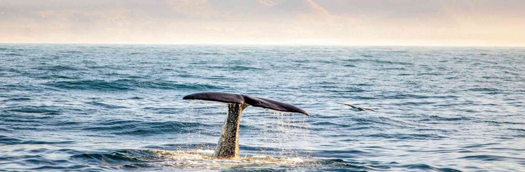 First Whale Watching Expedition Guide