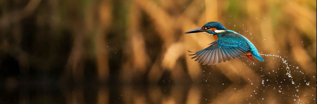 What to pack for wildlife photography holidays: essential kit field gear