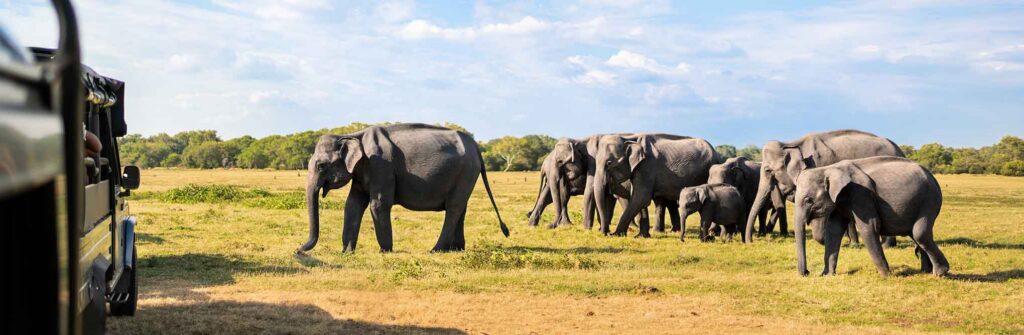 Sri Lanka Wildlife Safari Tours